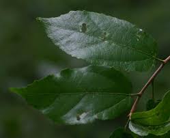 Image result for Glyphaea