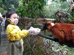 Kebun binatang ini terletak di pasar minggu, jakarta. Batu Secreet Zoo Kebun Binatang Dengan Koleksi Spesies Lemur Terbanyak Se Asia Tenggara Nusa Daily