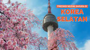 Sebab di musim semi ini banyak bunga yang bermekaran, mulai dari sakura, azalea hingga yuchae. Prediksi Musim Bunga Sakura Korea Selatan Tahun 2020 Klook Blog