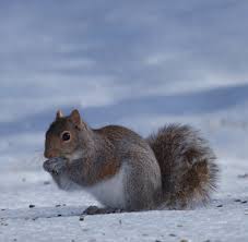 Horizon pest control ⭐ , united states, midland park, 45 cross ave.: Chilly Weather Sends Rodents Indoors Across U S This Winter Horizon Pest Control Advises Homeowners To Take Preventative Measures Against Rodents Westwood Nj Patch