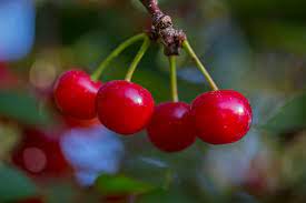 Check spelling or type a new query. Health Benefits Of Montmorency Tart Cherries King Orchards
