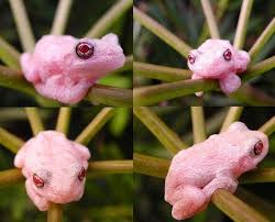 This Is An Albino Gray Tree Frog Hyla Versicolor These Animals Are Found In North America And Feed On Insects And Lar Gray Tree Frog Tree Frogs Amazing Frog