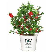 Double take scarlet flowering quince home depot. Proven Winners 2 Gal Double Take Scarlet Quince Flowering Shrub With Large Red Double Blooms 14438 The Home Depot