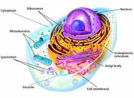 Produces proteins within the cell. 7th Grade Life Science Animal Cell Life Science Life Science Classroom