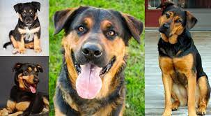 Some feel this is an aggressive mix but as with all dogs if properly trained this mixed breed can be a good companion dog too. German Shepherd Rottweiler Mix Most Loyal Loveable And Goofy Breed