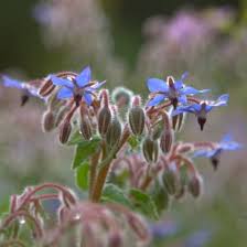 Image result for Borago officinalis