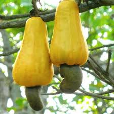 Image result for Anacardiaceae