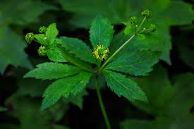 Image result for Sanicula