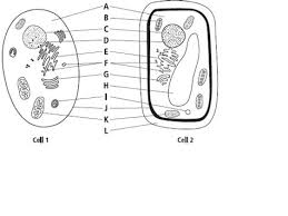 Maybe you would like to learn more about one of these? Label Animal Cell Quiz Shefalitayal