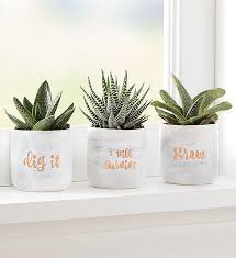A starter kit with all the necessary tools needed to care for their growing gift will be just as thoughtful as the beautiful plant itself. Plant Of The Month Plants By Month 1800flowers Com 101332