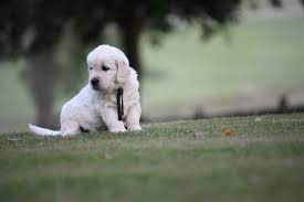 Does anyone know whether tlc dog food is economical compared to the competition? Puppy Diarrhea In Golden Retrievers Summer Brook