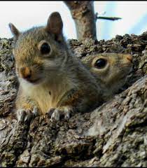 Pin By Susanne Jakobsson On Nutty Chipmunks Squirrels Squirrel Chipmunks Animals