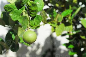 Tomatoes won't grow well in acidic soil. Closeup Lemon Hanging From The Branch In The Vegetable Garden At The Backyard 2909068 Stock Photo At Vecteezy