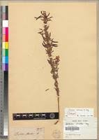 Image result for Dichilus