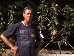 La Pollinisation Des Arbres Fruitiers