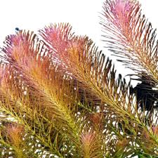 Image result for Rotala mexicana