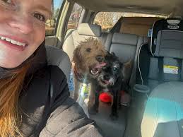 Fox captured, treated, and released by Arkansas Game and Fish