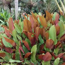 Image result for Marantochloa