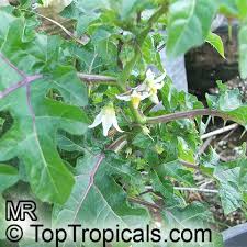 Image result for Solanum capsicoides