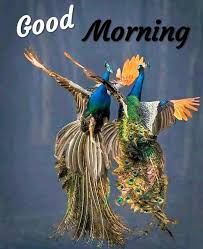 We did not find results for: 101 Hd Good Morning Photos