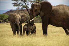 Kumpulan gambar binatang, koleksi gambar binatang, gambar hewan, mewarnai gambar binatang, gambar kucing, gambar gajah, gambar binatang lucu, gambar anjing, gambar binatang animasi. Selain Hewan Yang Kuat Gajah Juga Termasuk Hewan Yang Pintar Karena Hal Ini Semua Halaman Kids