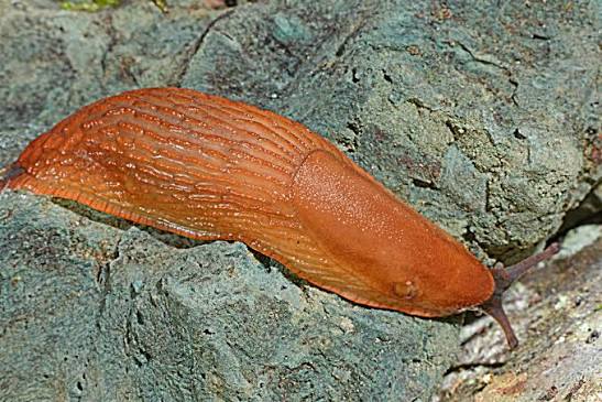 MolluscIreland : species accounts