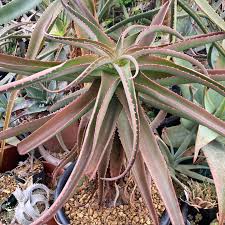 Image result for Aloe mossurilensis