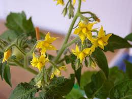 Each plant has both male and female parts. File Tomato Flowers Jpeg Wikimedia Commons