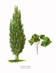 1967 Peuplier Italie Populus Pyramidalis Planche Botanique Botanical Botanical Illustration Vintage Botanical Illustration