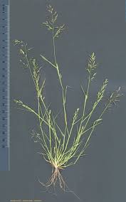 Image result for Eragrostis dinteri