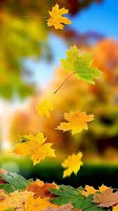 Herfst Herfst Fotografie Fotografie Natuur Herfst