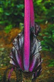 Stinky Corpse Flowers Put On A Good Show Indoors Corpse Flower Unusual Flowers Flowers