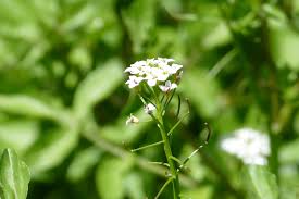 Image result for Nasturtium microphyllum