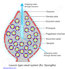 Observe the sponge under the compound scope. Phylum Porifera Canal System In Sponges Types Of Canal Systems In Sponges Study Score
