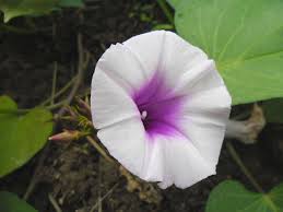 Layanan gratis google secara instan menerjemahkan kata, frasa, dan halaman web antara bahasa inggris dan lebih dari 100 bahasa lainnya. Ubi Jalar Wikipedia Bahasa Indonesia Ensiklopedia Bebas