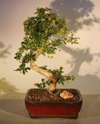 This unique fukien tea bonsai tree is a species of small, evergreen shrubs native to china. Flowering Fukien Tea Bonsai Tree Mediumcurved Trunk Style Small Leaf Ehretia Microphylla