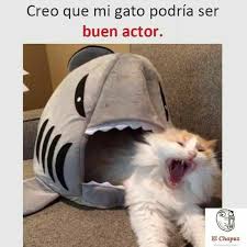 Mi Gato El Actor En 2020 Memes Graciosos De Animales Memes Divertidos Meme Gato