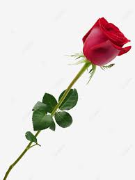 We did not find results for: Love Flower Red Rose Roses Clipart Valentine S Day Love Flowers Png Transparent Image And Clipart For Free Download