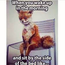 That Feeling When You Just Wake Up Funny Good Morning Memes Funny Morning Memes Good Morning Meme