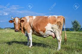 Cow Standing On Green Field And Staring Straight Into Camera ...