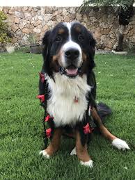 Hours may change under current circumstances Military Pet Relocation Testimonials Happy Tails Travel