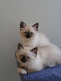 Birman Kittens For Sale Near Me Birman Cat Cat Having Kittens Birman Kittens Birman Cat