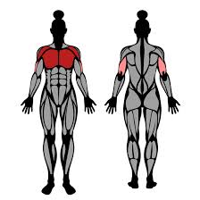 Smith machine bench press — the benefits of exercise, how to properly perform and how many sets to do. Smith Machine Incline Bench Press Muscles Worked Technique Strengthlog