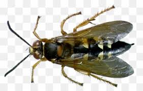 We did not find results for: Free Transparent Wasp Png Images Page 2 Pngaaa Com