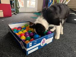 Keep your dog busy · exercise · fast shipping · test your dog's iq Your Whole Dog Diy Food Snuffle Puzzles Much As I Facebook
