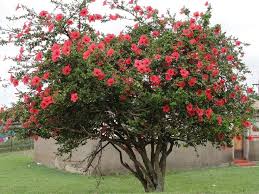 My weeping hibiscus isn't weeping! Hibiscus Tree Google Search Growing Hibiscus Hibiscus Plant Hibiscus Tree