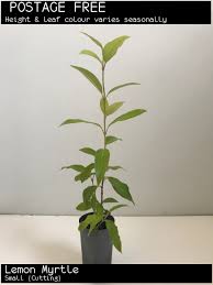 Lemon myrtle leaves are used fresh or dried as a culinary herb and tea, and dried as a spice. Buy Lemon Myrtle Plants In Australia Backhousia Citriodora
