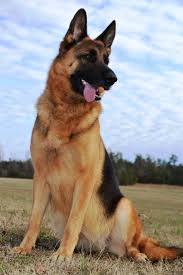Duke Oliver S Dog German Shepherd German Shepherd Dog Paintings Dogs