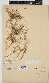 Image result for Geigeria filifolia