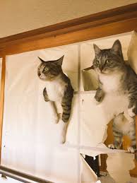 ねこ cats pets cats tabby cat